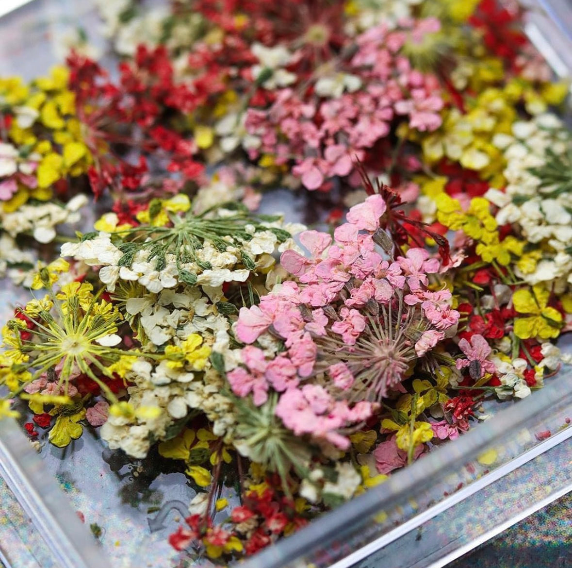 Flowers sunrise